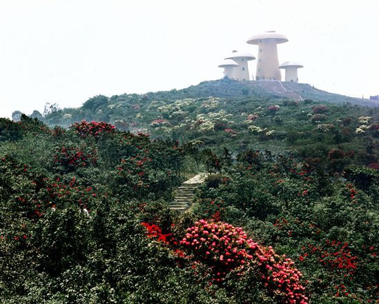 难忘菌子山,山花灿烂,青山绵延,富氧醉人,也难忘菌子山景区的一个小