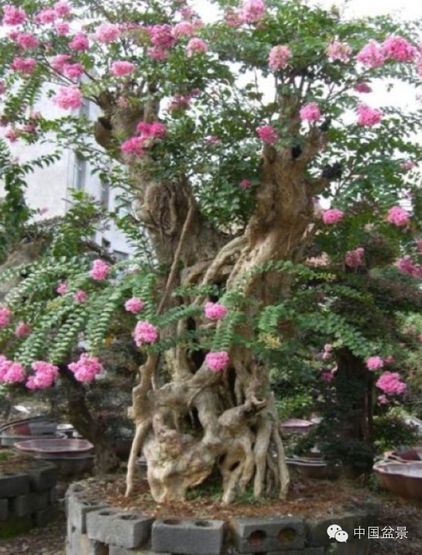 紫薇诗与300年紫薇盆景欣赏