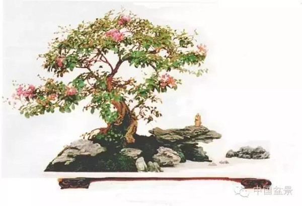 紫薇诗与300年紫薇盆景欣赏