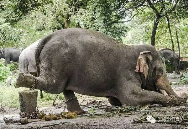 这些大象只要敢反抗驯象人,都会遭受让人痛心