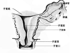 子宫性不孕——幼稚子宫篇