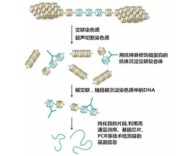 基因表达调控之DNA、RNA和蛋白质的三角恋