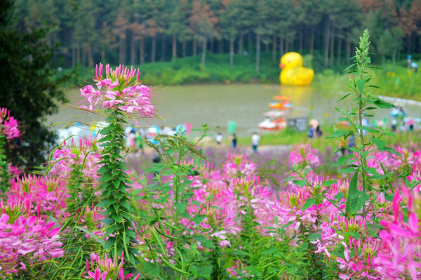 漫山遍野的花与湖水相互映衬,画面一下就灵动起来