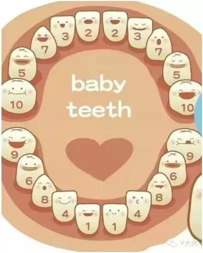 宝宝的长牙顺序,牙期月龄阶段及对应可吃辅食可参照下表