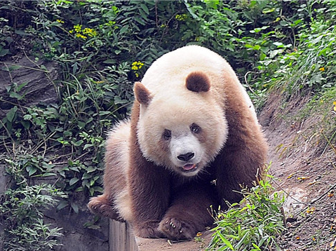 秦岭发现一罕见棕白色大熊猫    