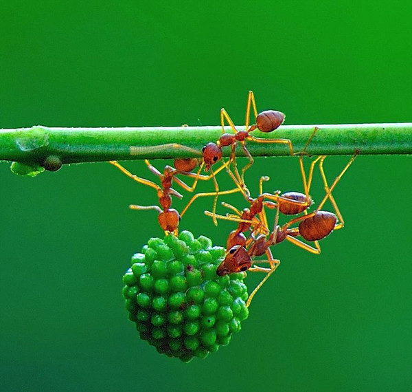 照片上,一队蚂蚁爬上了合欢树细细的树干,并咬下了树枝上的果实.