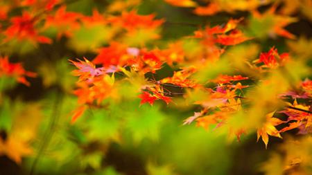 几首描写秋天的好诗，值得收藏-搜狐