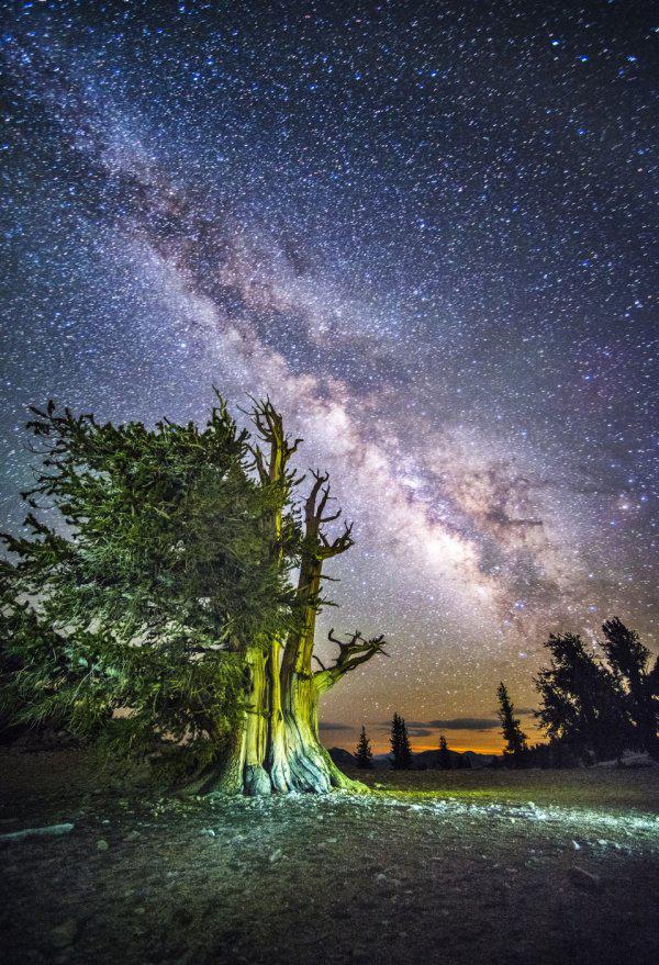 绚烂星空!世界最古老树下的迷人景色