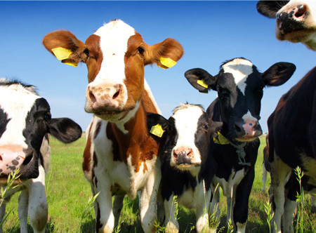 养牛必读:2015国家养牛补贴政策规定以及申领