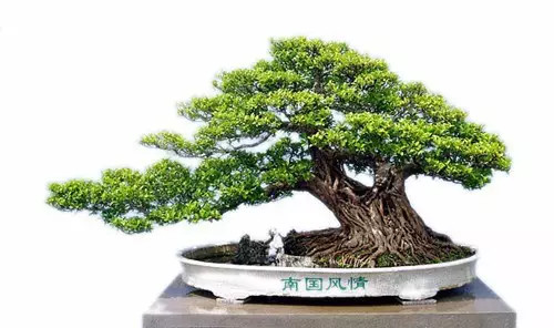 中国盆景名家金奖作品欣赏