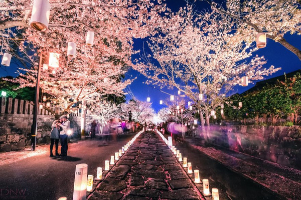 日本樱花祭元宵盛典