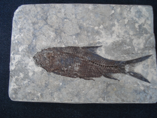 鱼化石有市场价值吗怎么鉴定是鱼化石