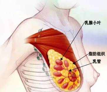 乳腺增生的早期症状-搜狐