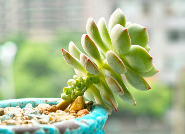 多肉植物 爆芽素 到底是个什么鬼