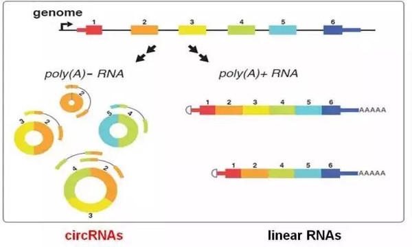 颠覆中心法则的新星--环形RNA
