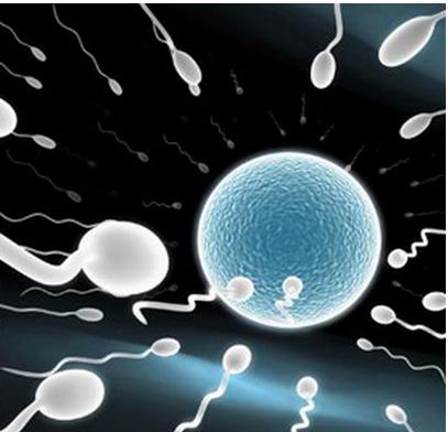 精子和卵子邂逅的时间、地点、结合