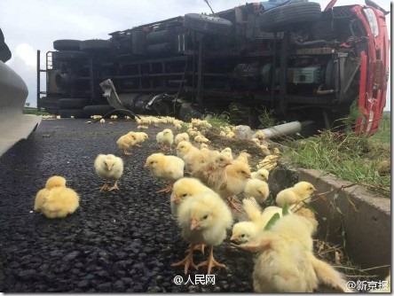 运输车高速上倾翻 数万只小鸡散落遭哄抢