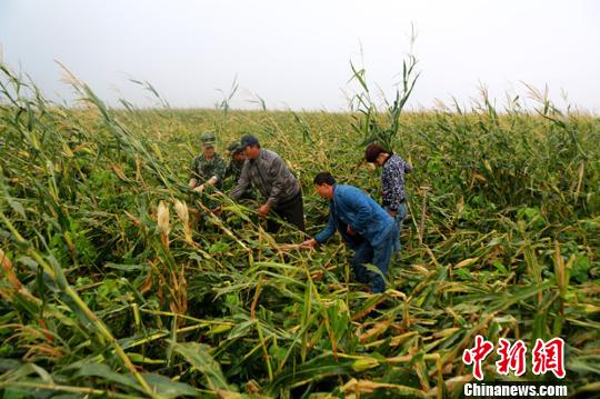 连日来,新疆伊犁河谷地区遭受大风降雨天气,致使近千亩农田受灾