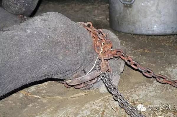印度大象被囚禁虐待50多年,获救后感动流泪!