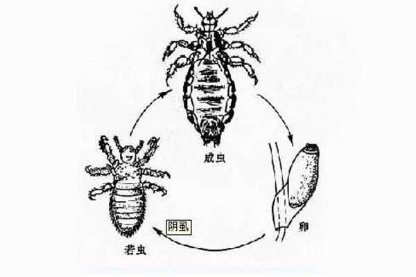 阴虱虫(网络图)