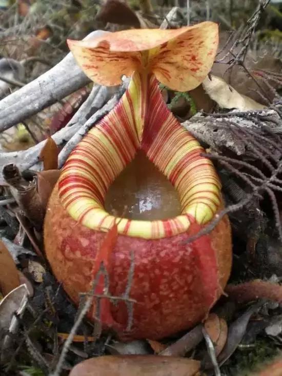 巨型猪笼草(nepenthes attenboroughii)