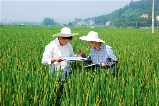 8月27日,浙江省建德市植保站的科技人员,来到航头镇珏塘村田间,手