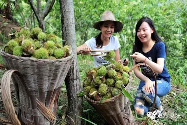 宜昌万亩板栗开园采摘