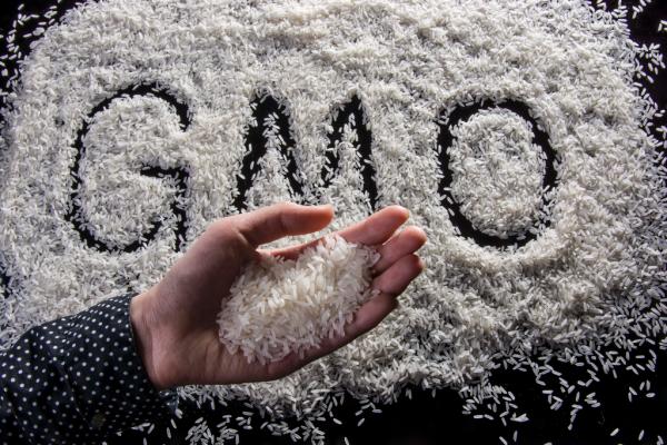农业部:国际上关于转基因食品安全性有权威结