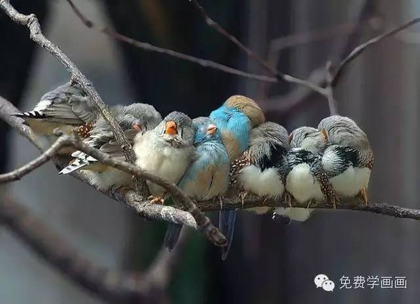 感人多图:一群小鸟依偎的温暖会融化你的心