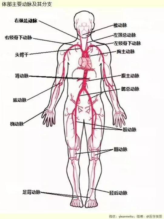 【一图就懂】体部主要动脉及其分支