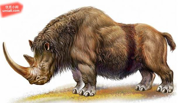 除了长毛象,这一系列的种类还包括了披毛犀(woolly rhinos,剑齿虎