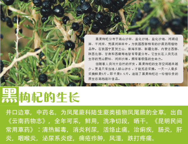 花青素 黑枸杞的特殊功效与作用