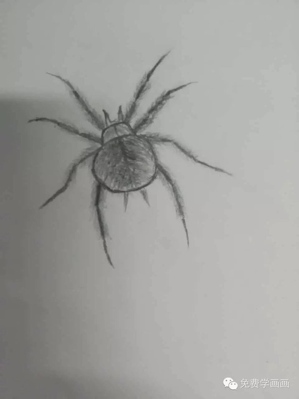 【作业点评】我画的蜘蛛像不像?你也试试