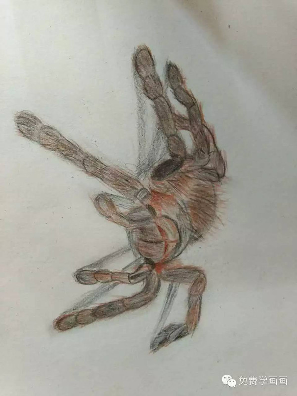 作业点评3我画的蜘蛛你也来试试