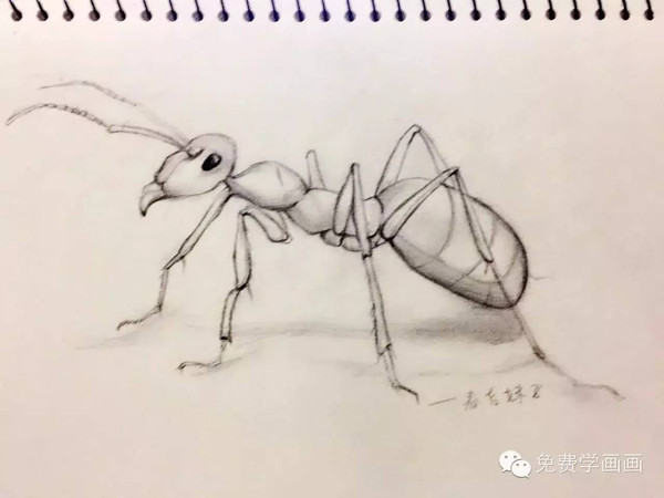 【免费学画画1】看我画的蚂蚁,你要不要试试?