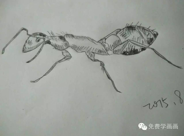 免费学画画1看我画的蚂蚁你要不要试试