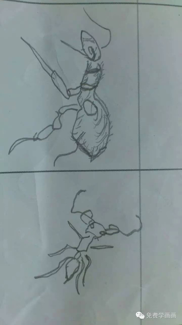 【免费学画画2】看我画的蚂蚁,你也可以学会