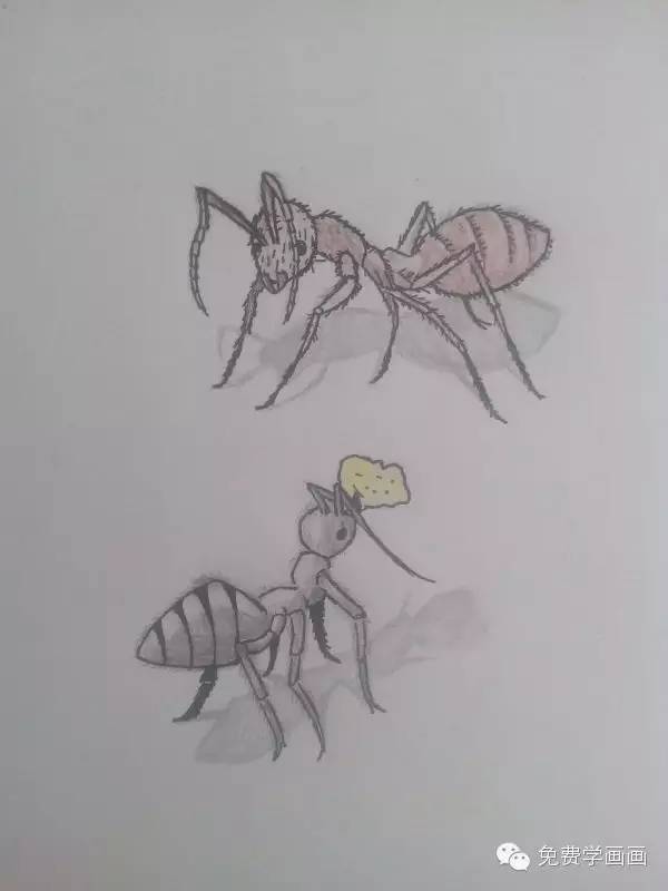 【免费学画画2】看我画的蚂蚁,你也可以学会