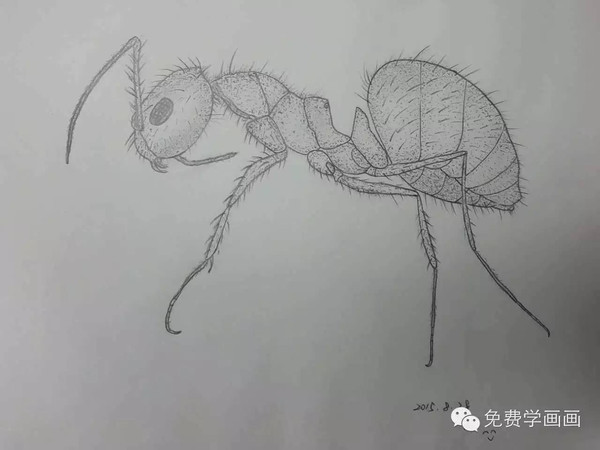 【免费学画画2】看我画的蚂蚁,你也可以学会