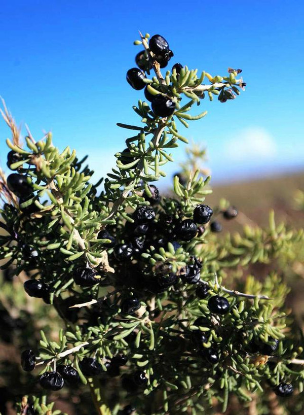 黑枸杞,生长于青海格尔木大草原上的野生植物,是这种草原防风固沙的