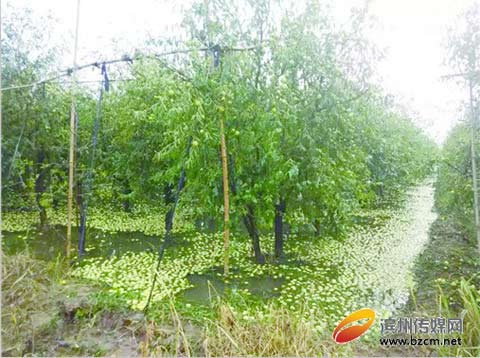 沾化县总人口多少人_九十年代沾化县照片