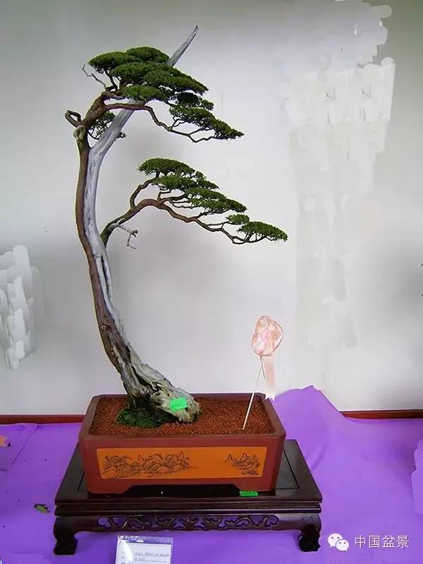 真柏盆景精品欣赏与养护管理