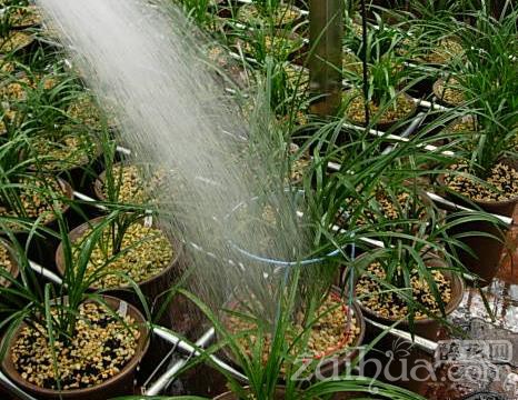 兰花用喷水的方式浇水应当注意些什么