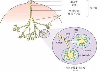 乳晕旁小脓肿:勿轻易切开引流