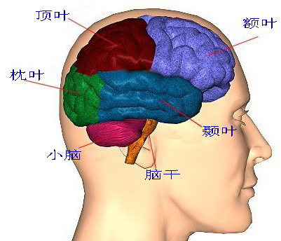 图示:人脑的不同部位与名称