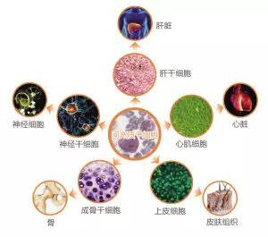 新兴的细胞再生医学脐带间充质干细胞疗法