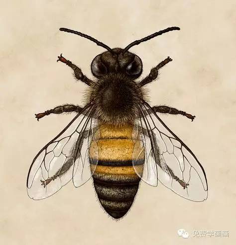 教你画昆虫系列今天免费教你画蜜蜂
