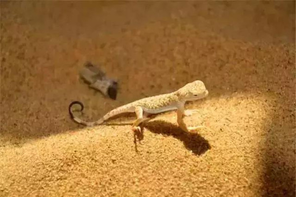 沙漠中的蜥蜴