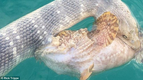 僵局：致命海蛇和石鱼死死咬住对方。（图片来源:《每日邮报》）