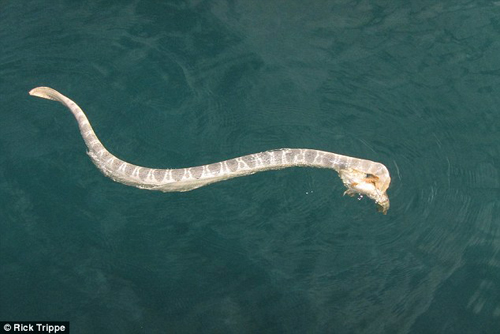 被放归海洋后，海蛇和石鱼又缠斗到一起。（图片来源:《每日邮报》）